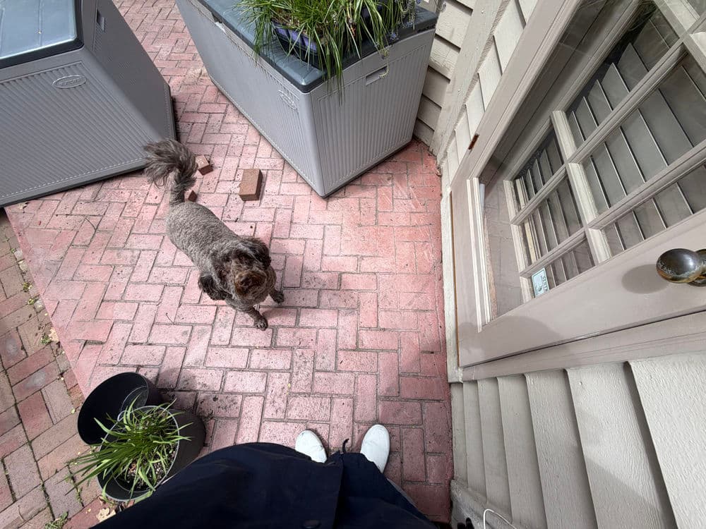 Dog standing on a brick patio near plant pots and a home's entrance.